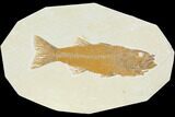 Fossil Fish (Mioplosus) - Uncommon Species #122727-1